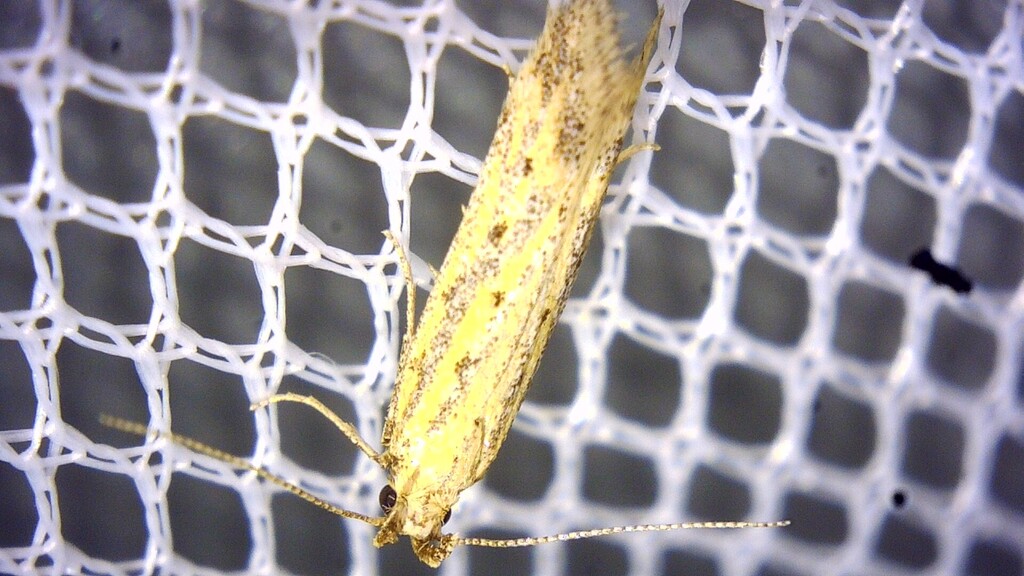 Metzneria hilarella