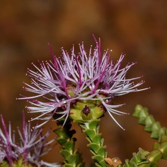 Melaleuca scitula