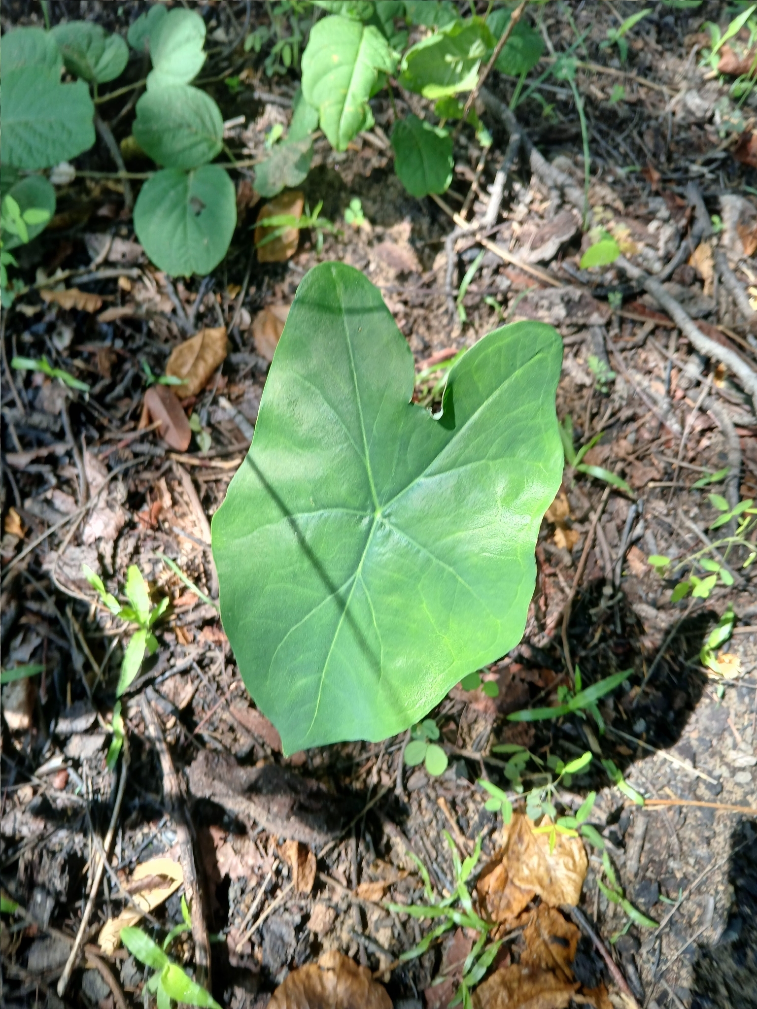 Caladium bicolor