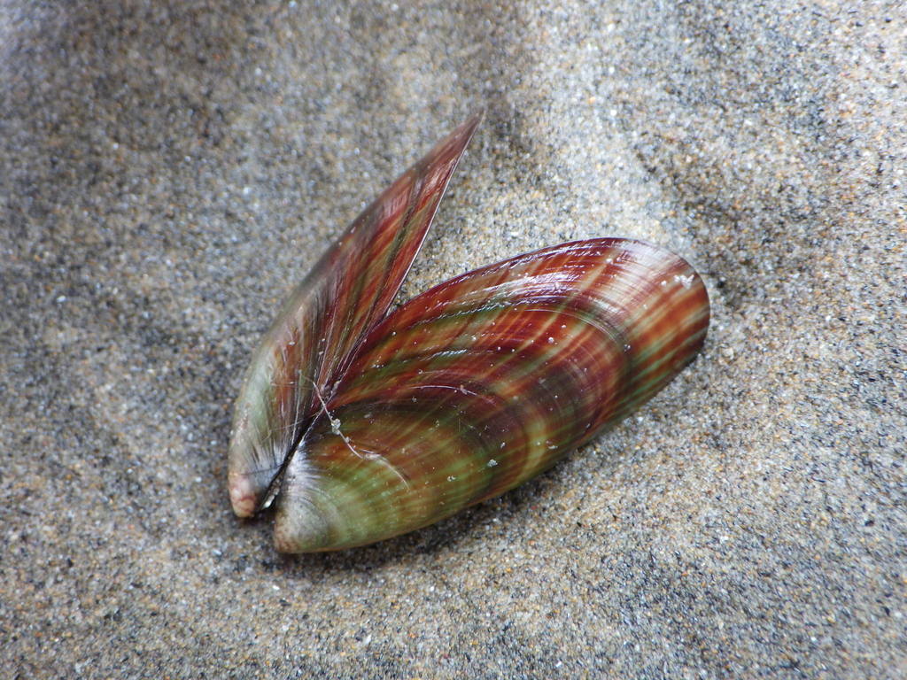 New Zealand Green-lipped Mussel (Intertidal and Coastal Species of the ...