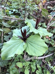 Trillium angustipetalum