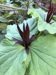 Trillium angustipetalum