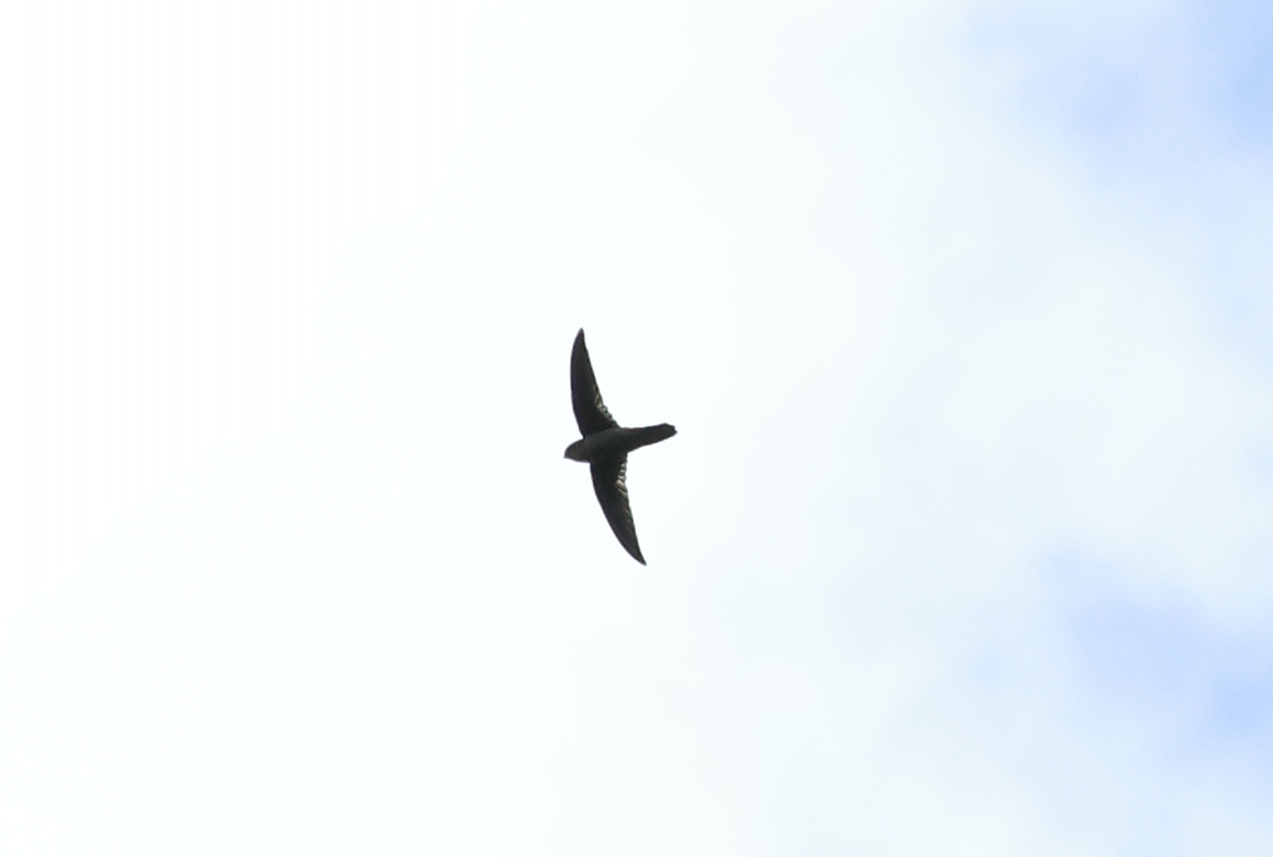 Australian Swiftlet (Aerodramus terraereginae), photo 2
