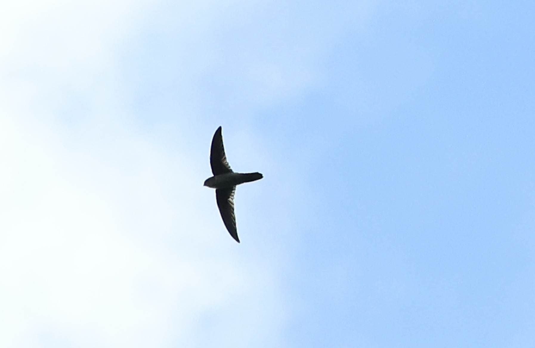 Australian Swiftlet (Aerodramus terraereginae), photo 3