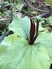Trillium angustipetalum