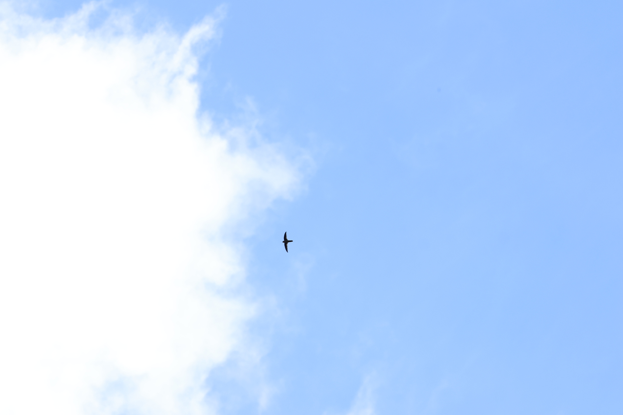 Australian Swiftlet (Aerodramus terraereginae), photo 4