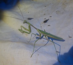 Austromantis albomarginata