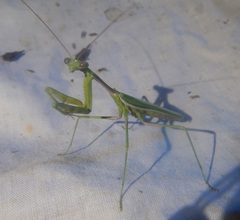 Austromantis albomarginata