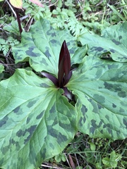 Trillium angustipetalum