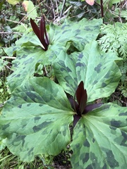 Trillium angustipetalum