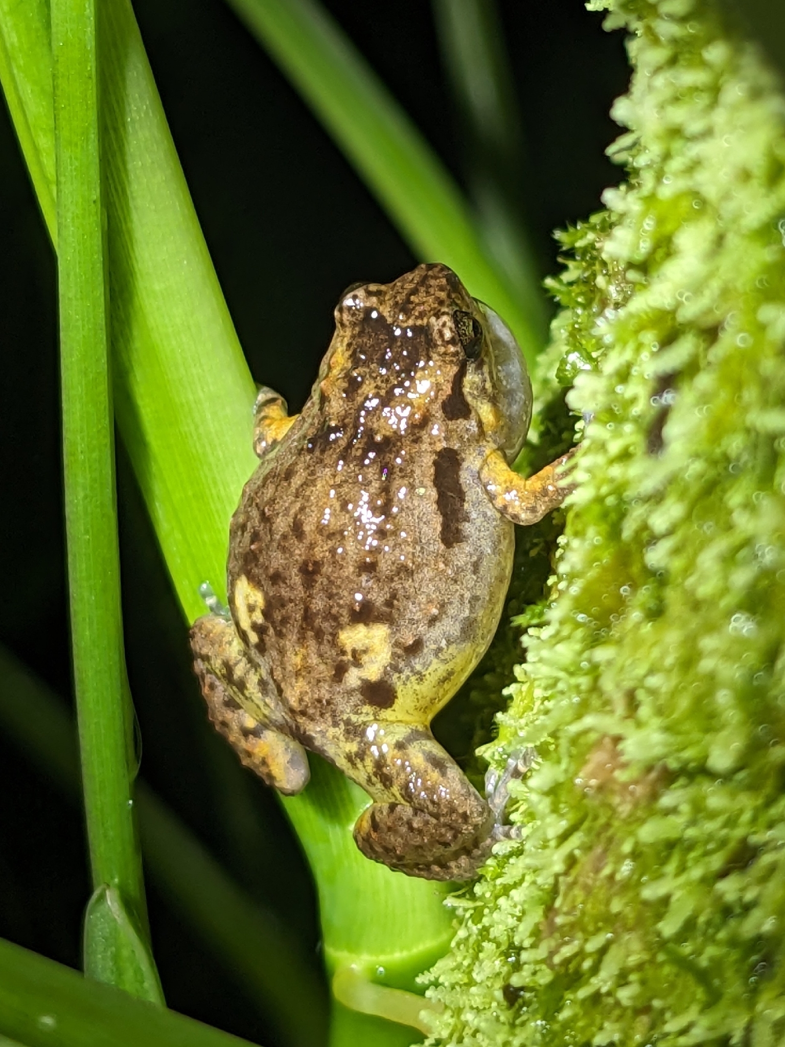 Cophixalus brevidigitus