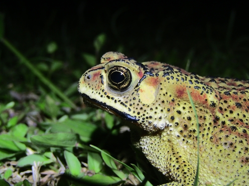 Duttaphrynus melanostictus