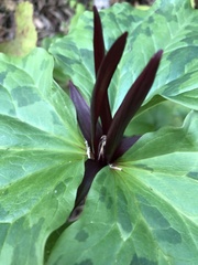 Trillium angustipetalum