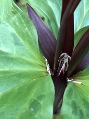 Trillium angustipetalum