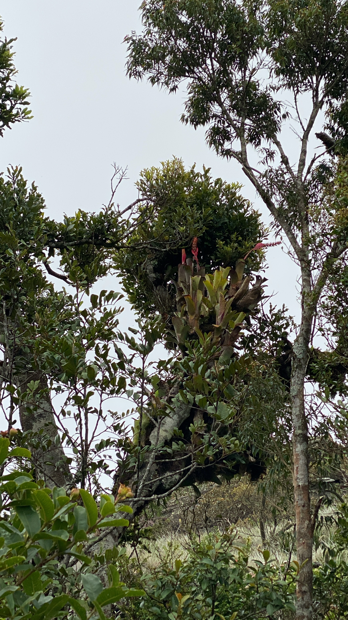 Aechmea nudicaulis