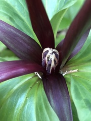 Trillium angustipetalum