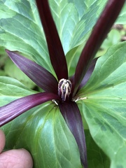 Trillium angustipetalum