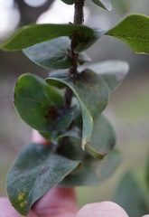 Arctostaphylos pallida