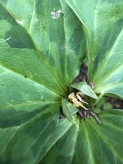 Trillium angustipetalum
