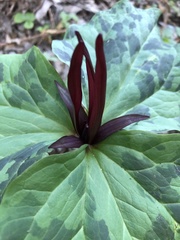 Trillium angustipetalum