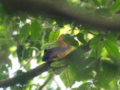 Perissocephalus tricolor