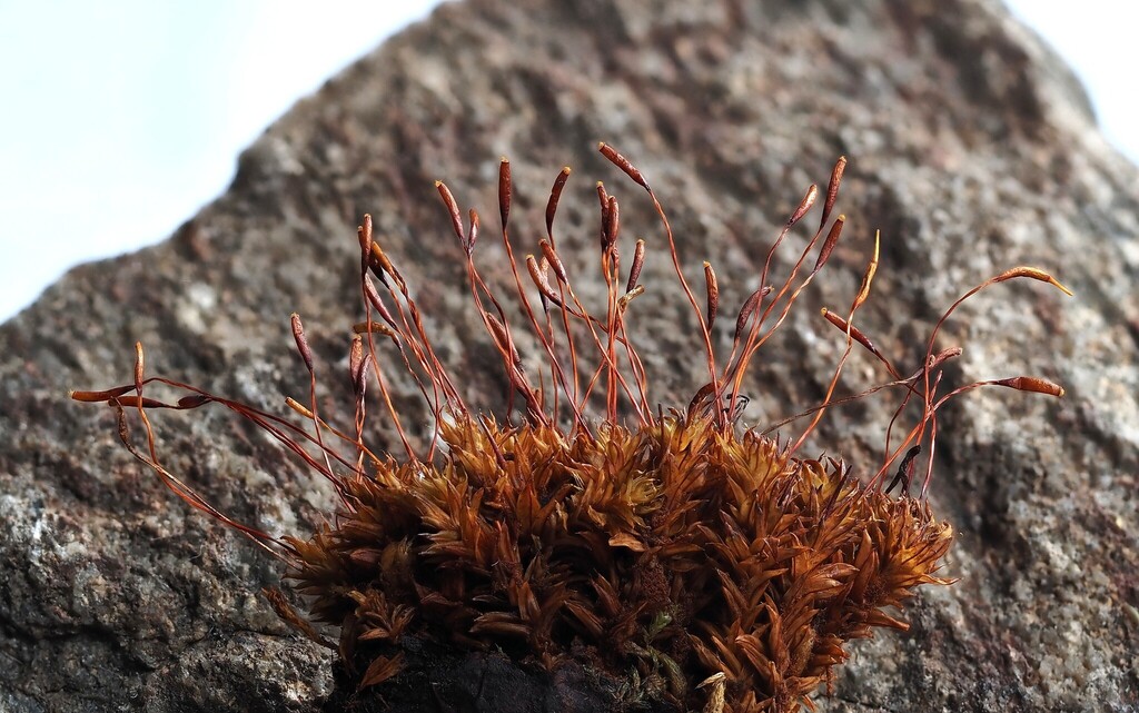 Syntrichia andicola