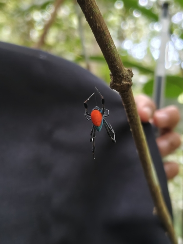 Leucauge sarawakensis