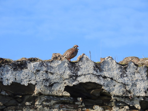 Red-legged Partridge (Alectoris rufa), photo 6