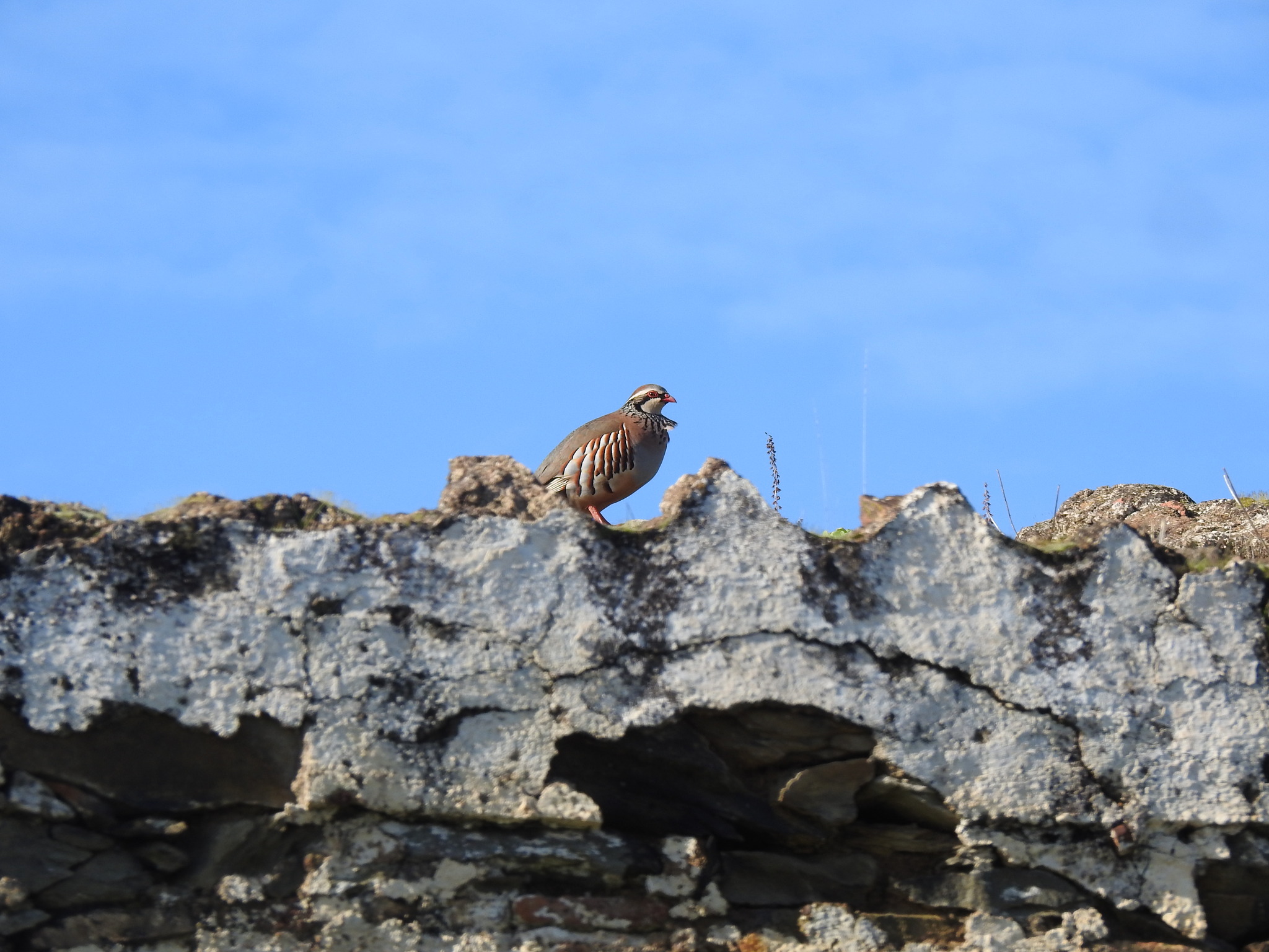 Red-legged Partridge (Alectoris rufa), photo 6