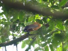 Perissocephalus tricolor