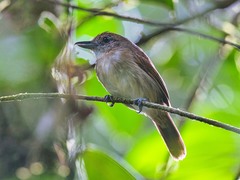 Thamnophilus murinus