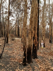 Eucalyptus propinqua