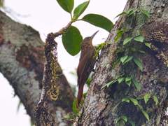 Xiphorhynchus pardalotus