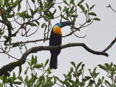 Ramphastos vitellinus