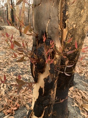 Eucalyptus propinqua