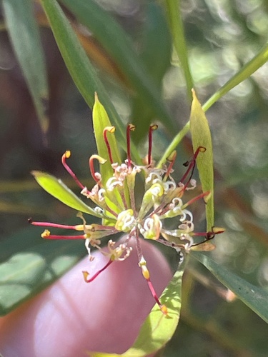 Variable-leaved Grevillea (Grevillea diversifolia)
