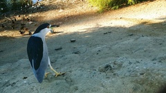 Nycticorax nycticorax