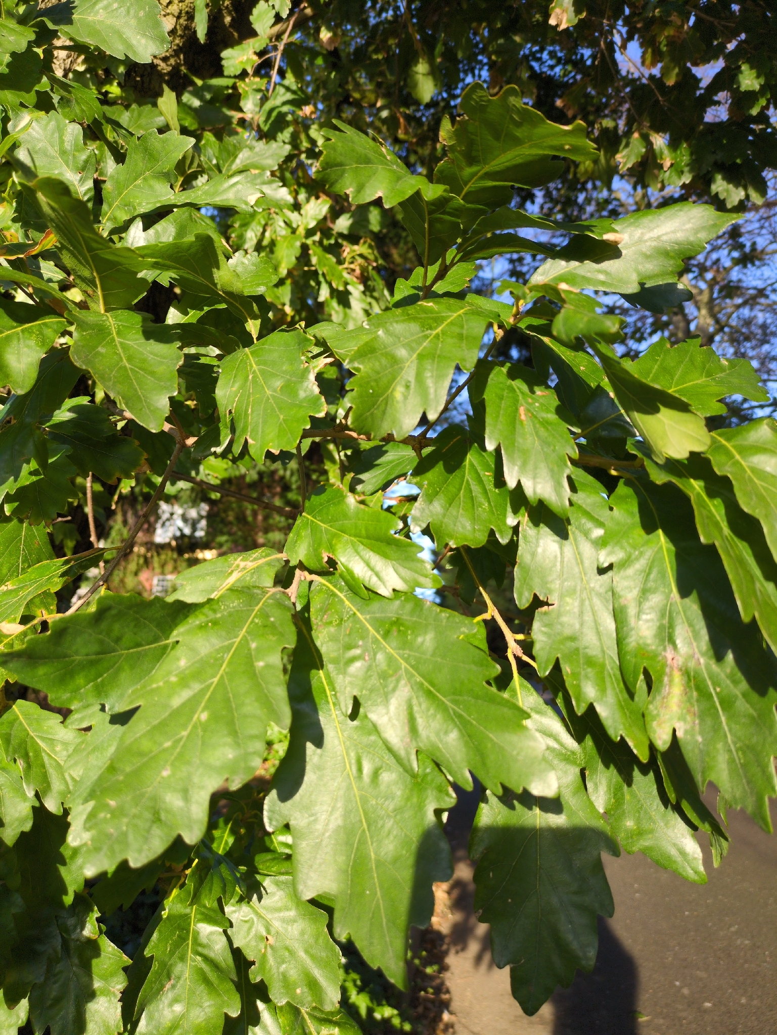 Imagem de Quercus petraea