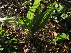 Eulophia cernua