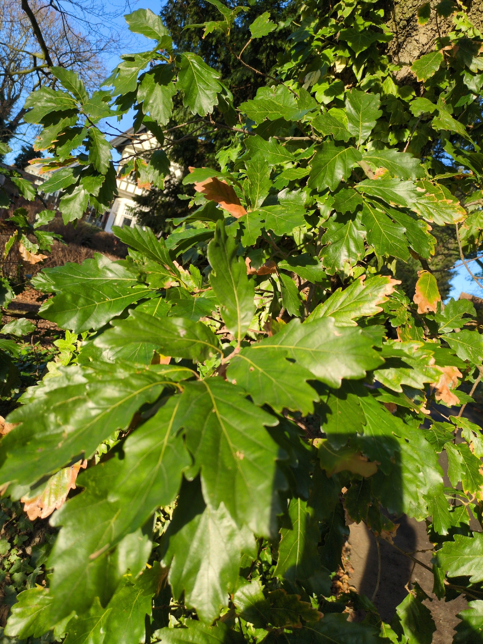 Imagem de Quercus petraea