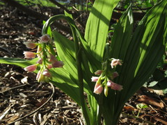Eulophia cernua
