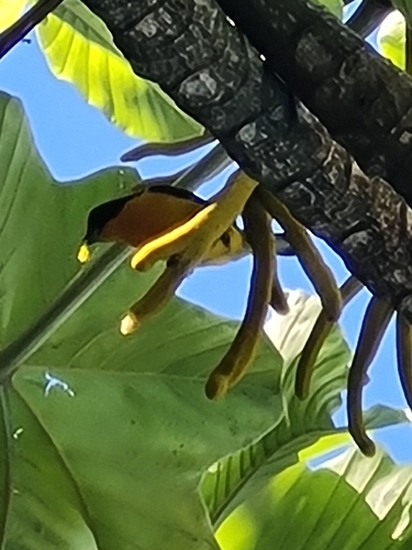 Violaceous Euphonia (Euphonia violacea), photo 7
