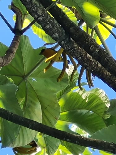 Violaceous Euphonia (Euphonia violacea), photo 8