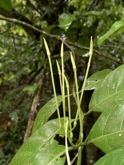 Oxyanthus pyriformis