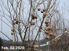 Aristolochia contorta