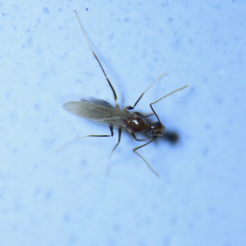 Longhorn Crazy Ant (Paratrechina longicornis)
