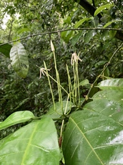 Oxyanthus pyriformis