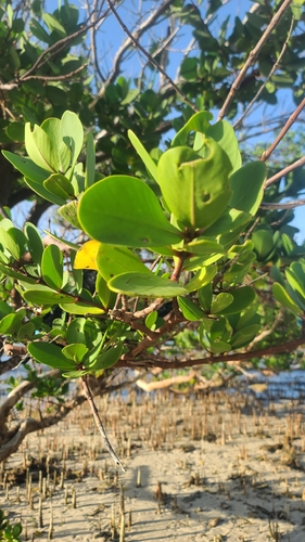 Apple Mangrove