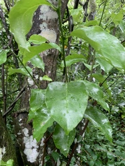 Cryptocarya woodii