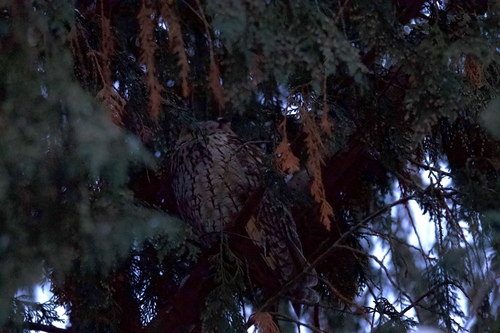 View observation of {o.common_name} on iNaturalist